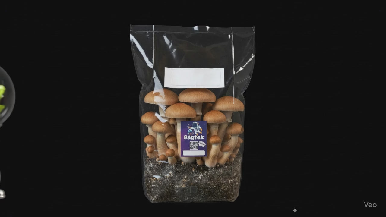 Mushroom Growing Kit w/ Spores+ Save 50%