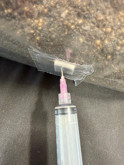 Inject Spores or Liquid Culture1