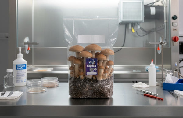 1 x 5lb Bagtek Grow Bag